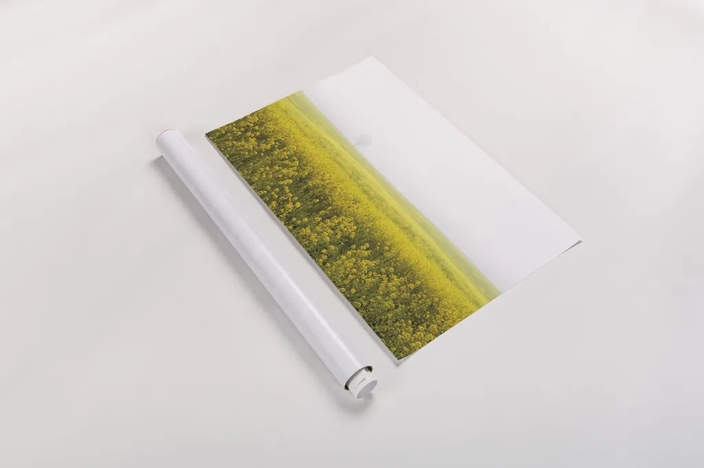 Mustard Seeds by Aledanda. shown as a rolled paper print. Available as archival giclee rolled canvas, fine art paper, or poster print. SKU 52957i.