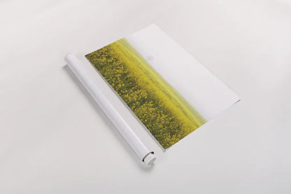 Mustard Seeds by Aledanda. shown as a rolled paper print. Available as archival giclee rolled canvas, fine art paper, or poster print. SKU 52957i.