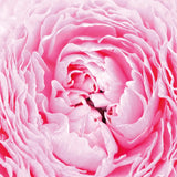 Pale Pink Peony by Aledanda. SKU 37453a. Archival Giclee Fine art print for wall decor.