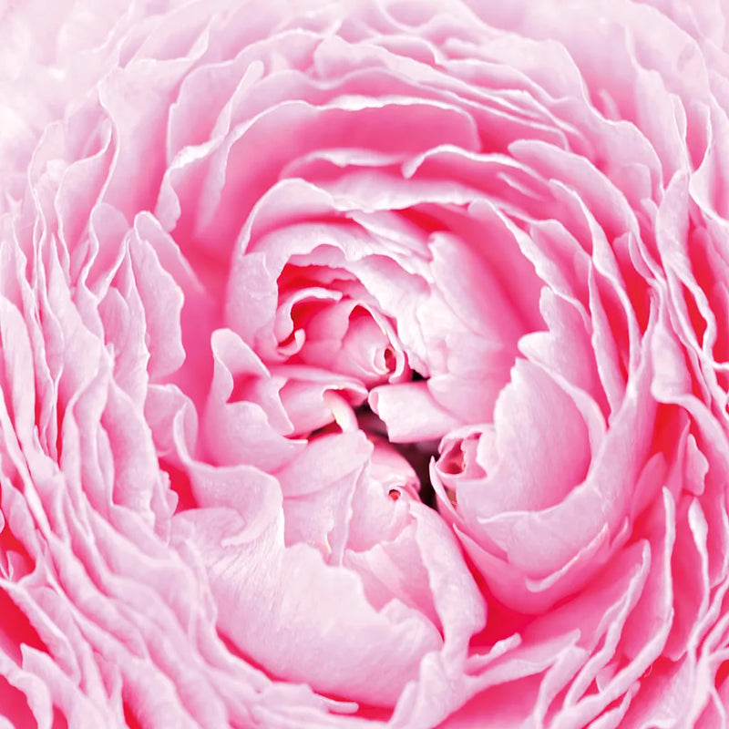 Pale Pink Peony by Aledanda. SKU 37453a. Archival Giclee Fine art print for wall decor.