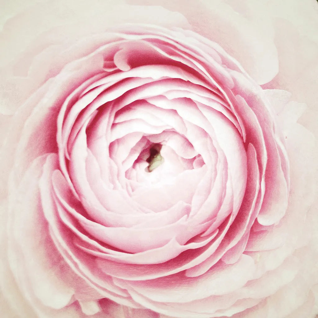 Peony Blossom by Aledanda. SKU 37452a. Archival Giclee Fine art print for wall decor.