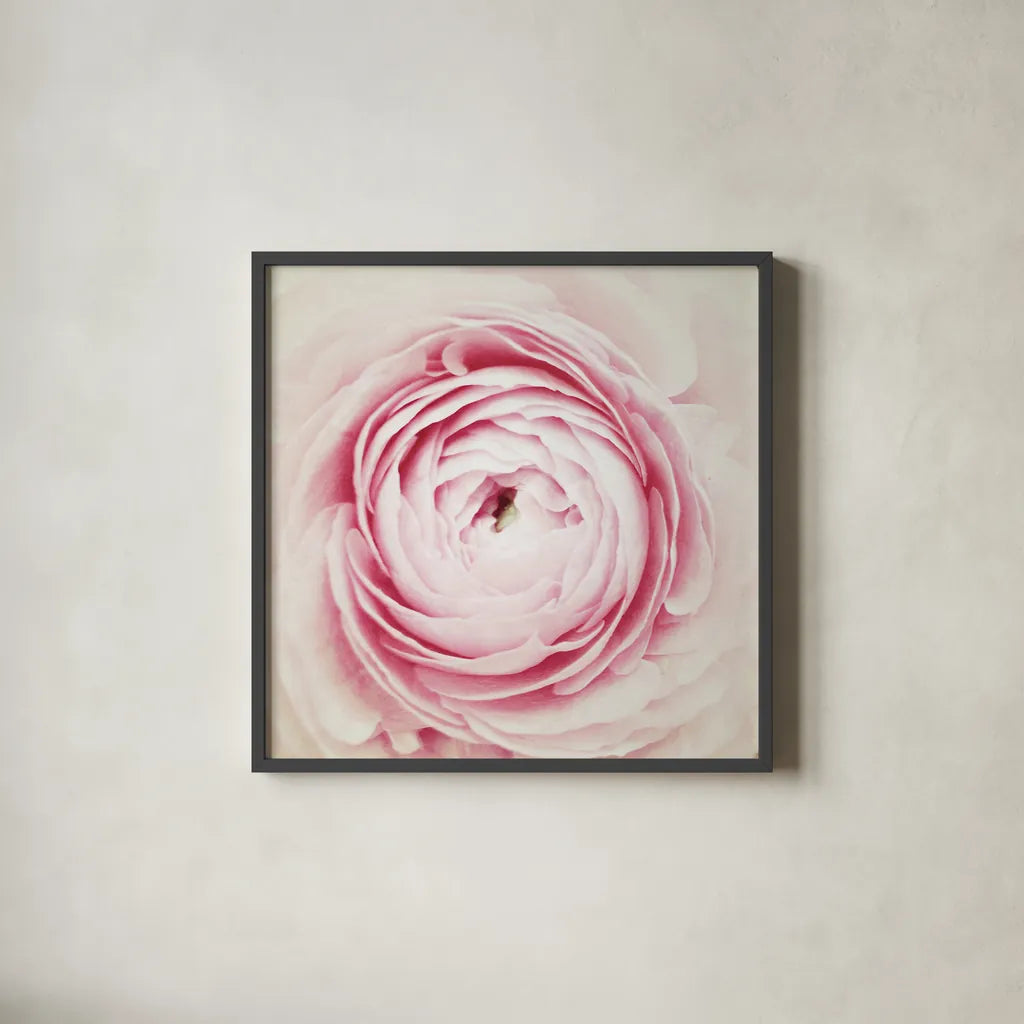 Peony Blossom by Aledanda. Shown in a sleek black glass frame for a contemporary gallery look. Available as an archival giclee rolled canvas, fine art paper, or poster print. SKU 37452a.