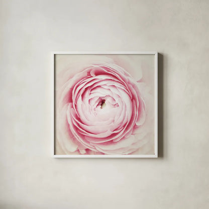 Peony Blossom by Aledanda. Shown in a crisp white glass frame for a clean and minimalist style. Available as an archival giclee rolled canvas, fine art paper, or poster print. SKU 37452a.