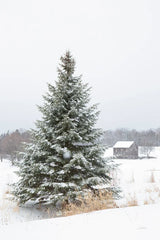 Perfect Pine Tree by Aledanda. SKU 60998h. Archival Giclee Fine art print for wall decor.