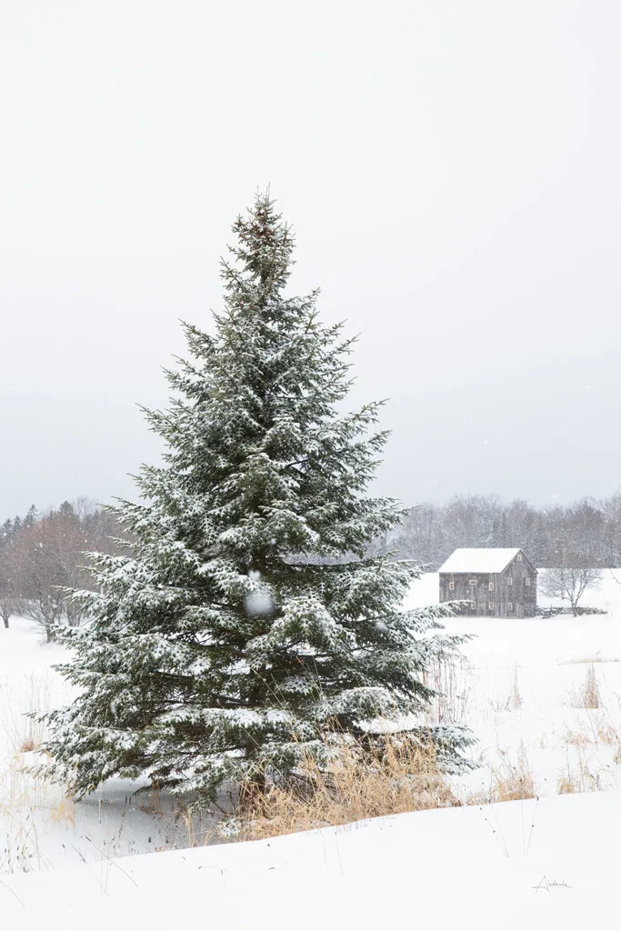 Perfect Pine Tree by Aledanda. SKU 60998h. Archival Giclee Fine art print for wall decor.