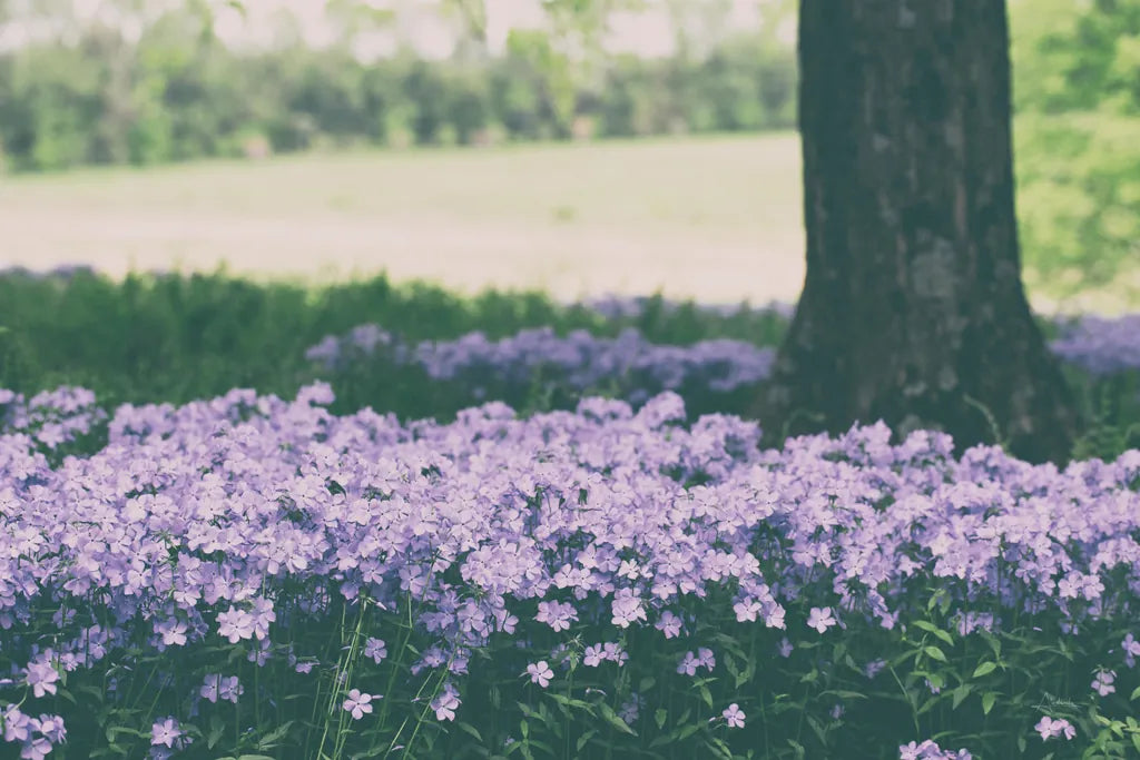 Phlox in the Shade by Aledanda. SKU 63218i. Archival Giclee Fine art print for wall decor.