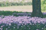 Phlox in the Shade by Aledanda. SKU 63218i. Archival Giclee Fine art print for wall decor.