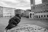 Piazza BW by Aledanda. SKU 98037i. Archival Giclee Fine art print for wall decor.