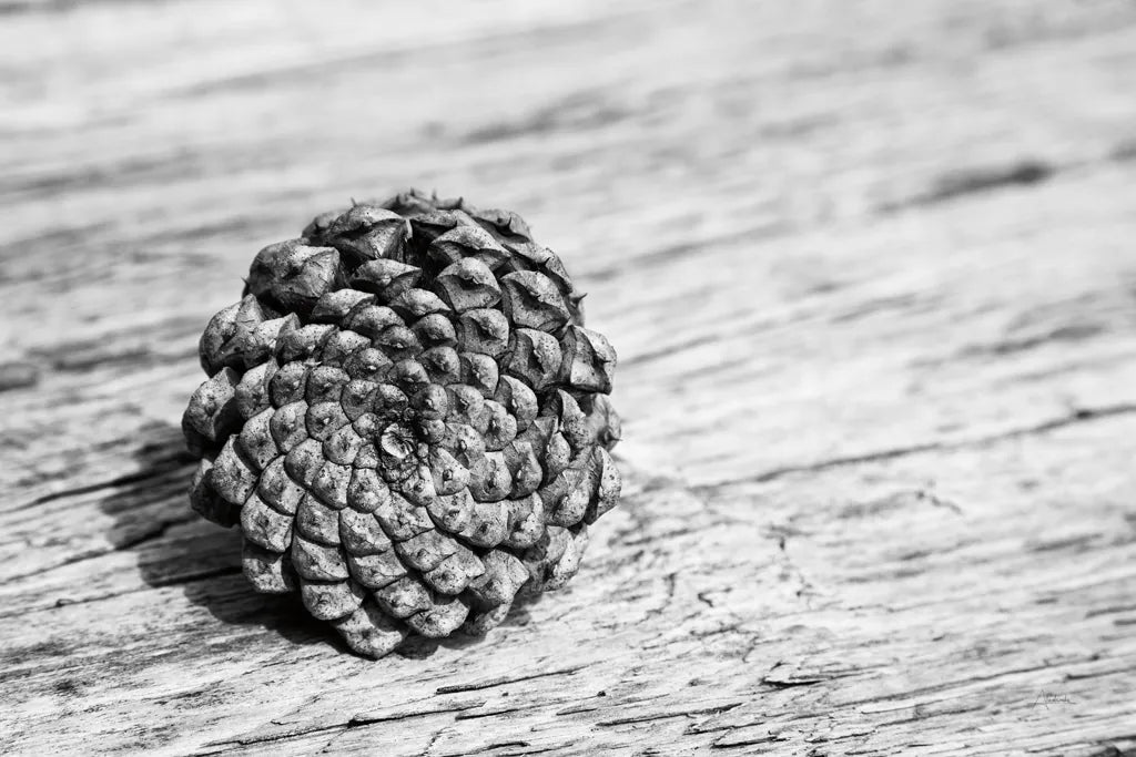 Pinecone by Aledanda. SKU 55300i. Archival Giclee Fine art print for wall decor.