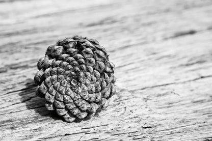Pinecone by Aledanda. SKU 55300i. Archival Giclee Fine art print for wall decor.