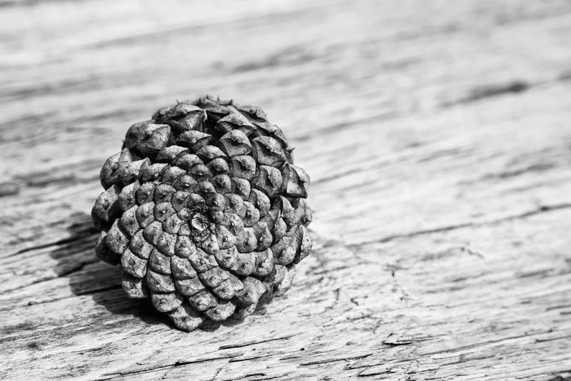 Pinecone by Aledanda. SKU 55300i. Archival Giclee Fine art print for wall decor.