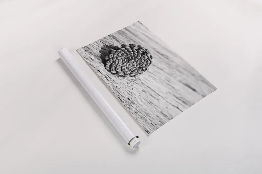 Pinecone by Aledanda. shown as a rolled paper print. Available as archival giclee rolled canvas, fine art paper, or poster print. SKU 55300i.