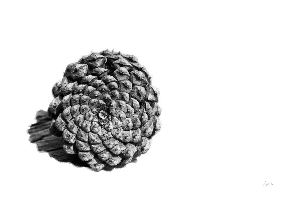 Pinecone on White by Aledanda. SKU 57579i. Archival Giclee Fine art print for wall decor.