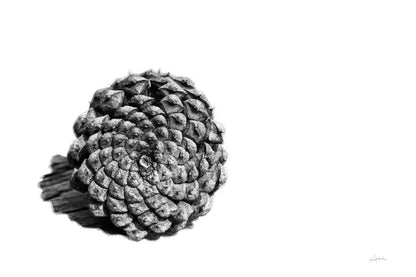 Pinecone on White by Aledanda. SKU 57579i. Archival Giclee Fine art print for wall decor.