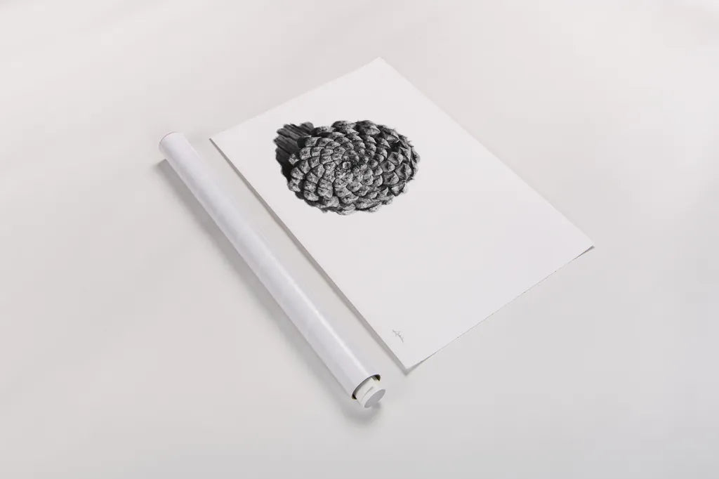 Pinecone on White by Aledanda. shown as a rolled paper print. Available as archival giclee rolled canvas, fine art paper, or poster print. SKU 57579i.
