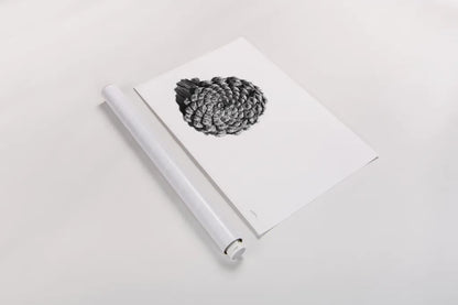 Pinecone on White by Aledanda. shown as a rolled paper print. Available as archival giclee rolled canvas, fine art paper, or poster print. SKU 57579i.