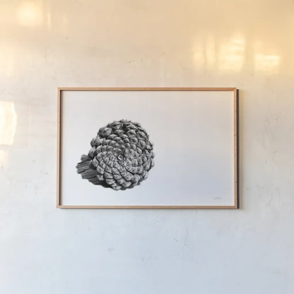 Pinecone on White by Aledanda. shown as a paper print in a natural frame. Available as a archival giclee rolled canvas, fine art paper, or poster print. SKU 57579i.