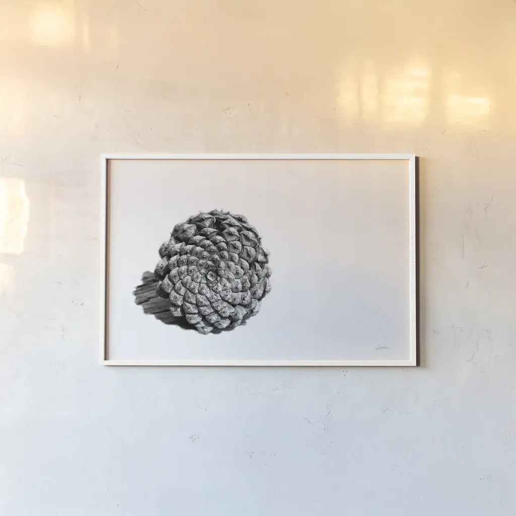 Pinecone on White by Aledanda. shown as a paper print in a white frame. Available as a archival giclee rolled canvas, fine art paper, or poster print. SKU 57579i.