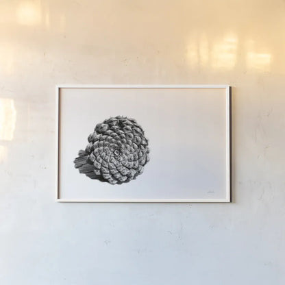 Pinecone on White by Aledanda. shown as a paper print in a white frame. Available as a archival giclee rolled canvas, fine art paper, or poster print. SKU 57579i.