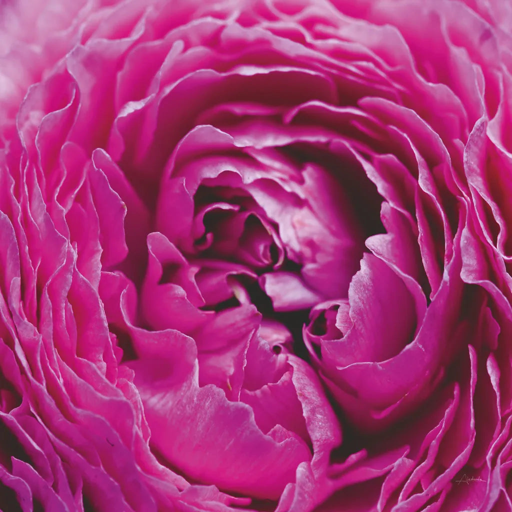 Pink Peony by Aledanda. SKU 37451a. Archival Giclee Fine art print for wall decor.