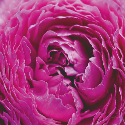 Pink Peony by Aledanda. SKU 37451a. Archival Giclee Fine art print for wall decor.