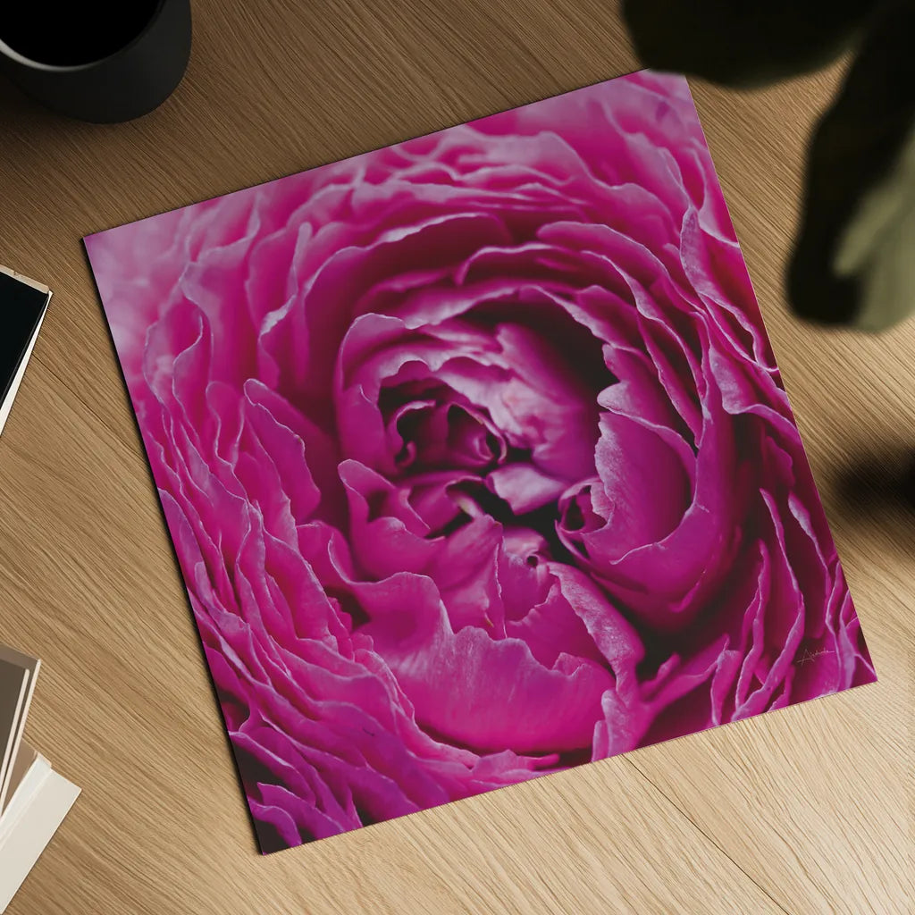 Pink Peony by Aledanda. Shown as a detailed flat fine art print, highlighting archival giclee quality. Available as an archival giclee rolled canvas, fine art paper, or poster print. SKU 37451a.