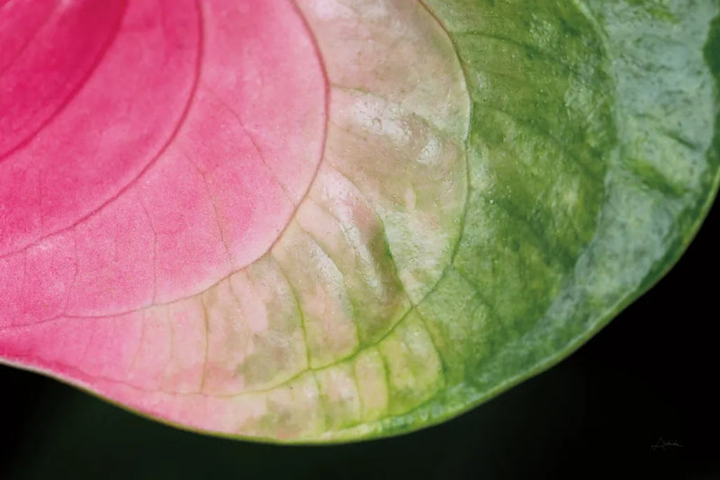 Pink and Green by Aledanda. SKU 55301i. Archival Giclee Fine art print for wall decor.