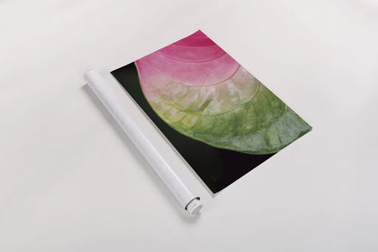 Pink and Green by Aledanda. shown as a rolled paper print. Available as archival giclee rolled canvas, fine art paper, or poster print. SKU 55301i.