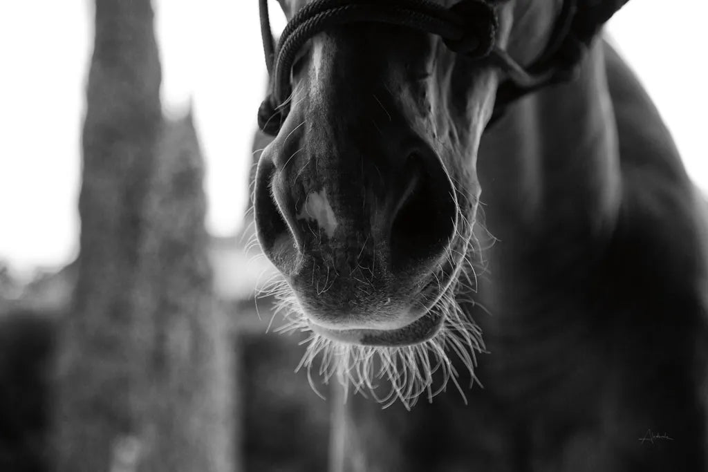 Polo Pony Closeup by Aledanda. SKU 61297i. Archival Giclee Fine art print for wall decor.