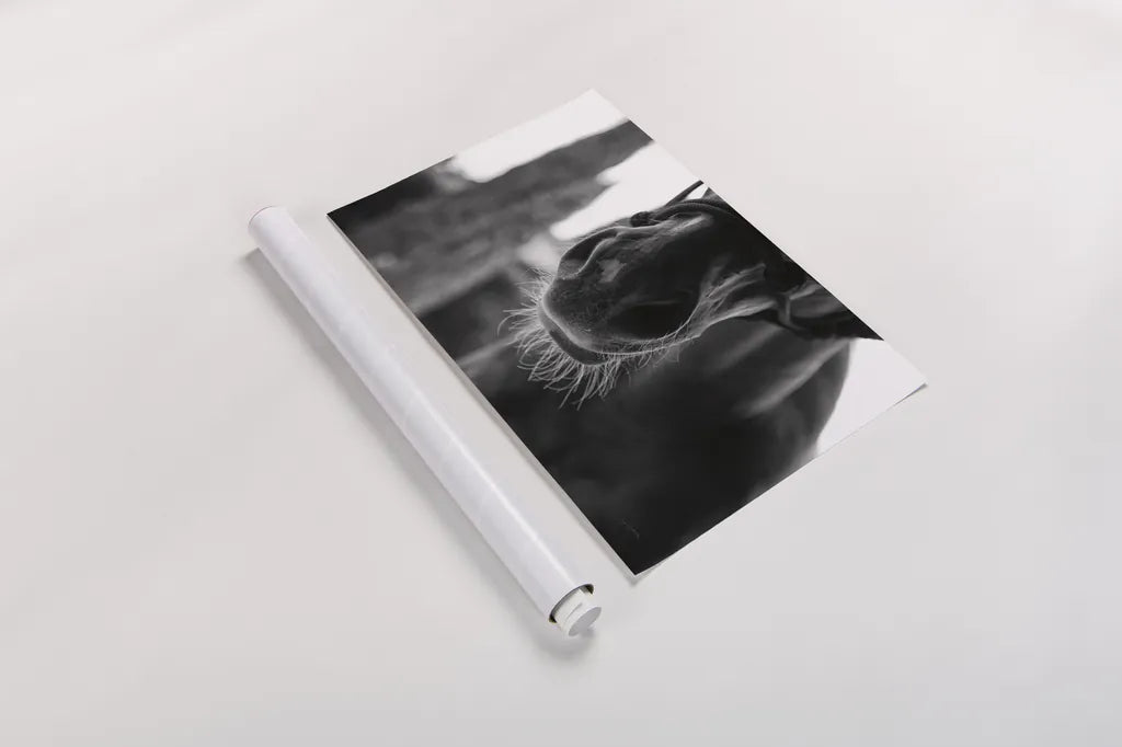 Polo Pony Closeup by Aledanda. shown as a rolled paper print. Available as archival giclee rolled canvas, fine art paper, or poster print. SKU 61297i.