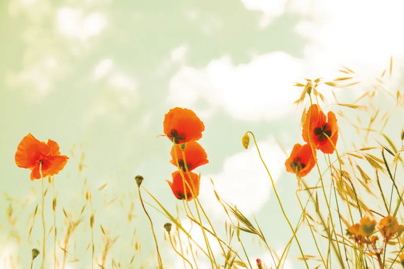 Poppies and Sky by Aledanda. SKU 72740i. Archival Giclee Fine art print for wall decor.
