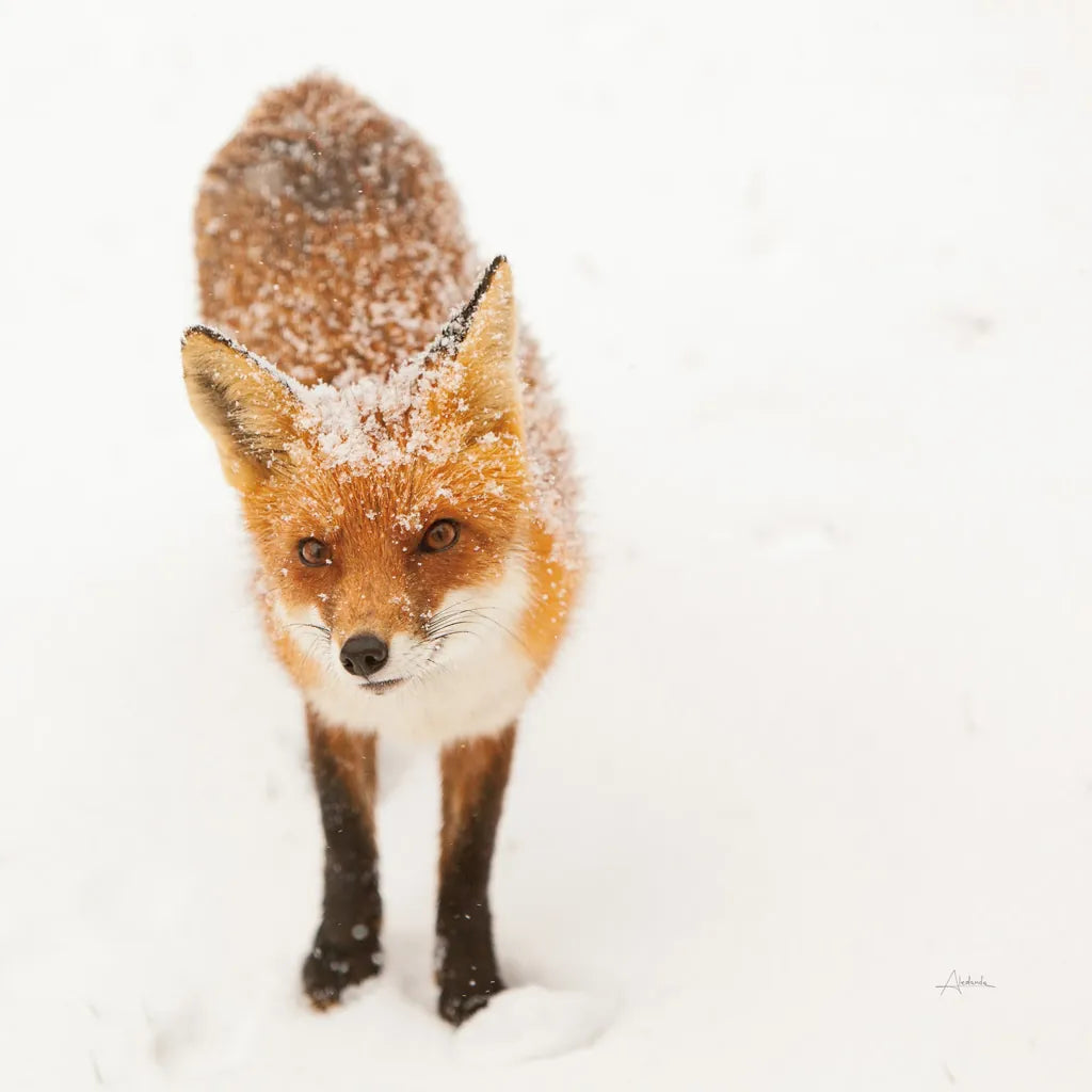 Red Fox I by Aledanda. SKU 53600a. Archival Giclee Fine art print for wall decor.
