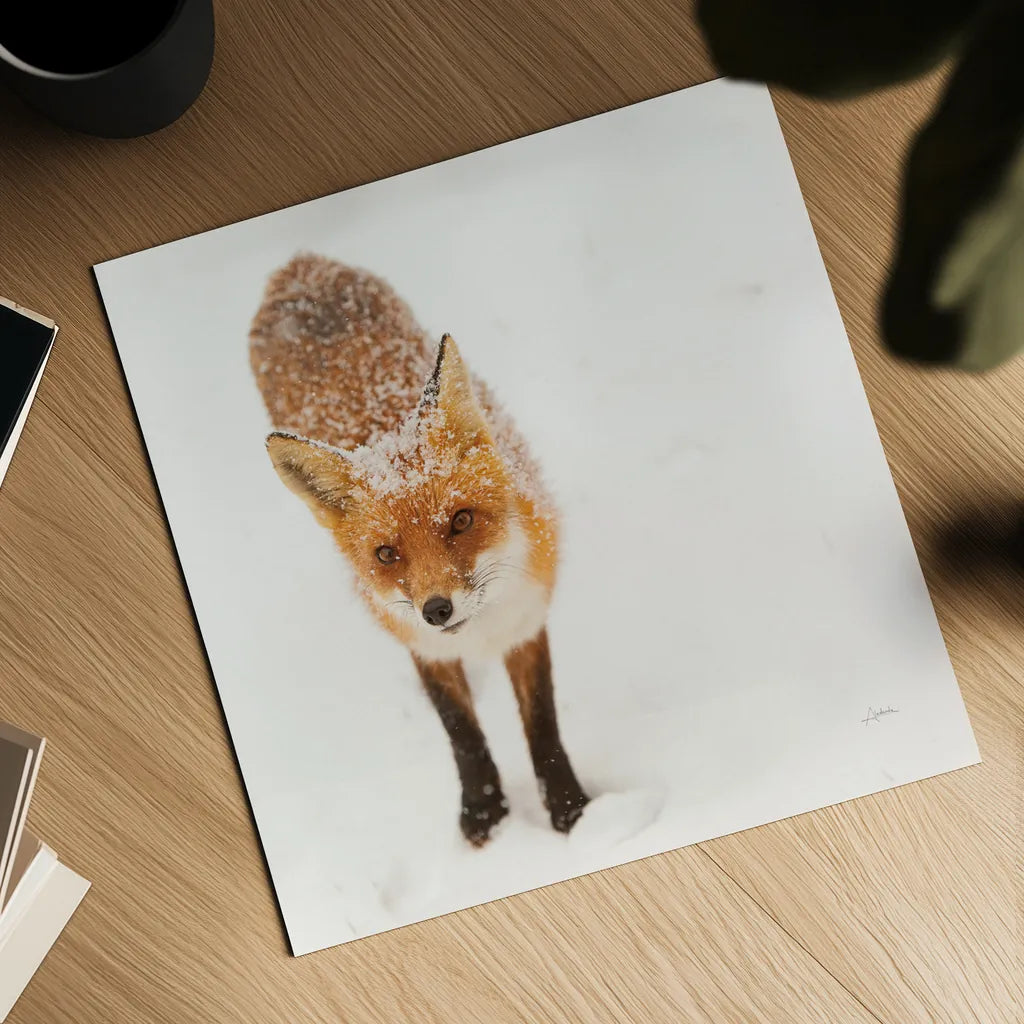 Red Fox I by Aledanda. Shown as a detailed flat fine art print, highlighting archival giclee quality. Available as an archival giclee rolled canvas, fine art paper, or poster print. SKU 53600a.