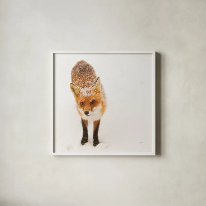 Red Fox I by Aledanda. Shown in a crisp white glass frame for a clean and minimalist style. Available as an archival giclee rolled canvas, fine art paper, or poster print. SKU 53600a.