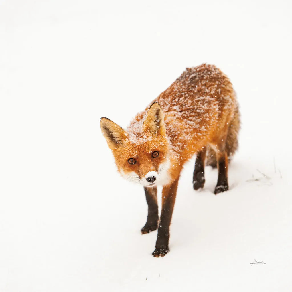 Red Fox II by Aledanda. SKU 53601a. Archival Giclee Fine art print for wall decor.