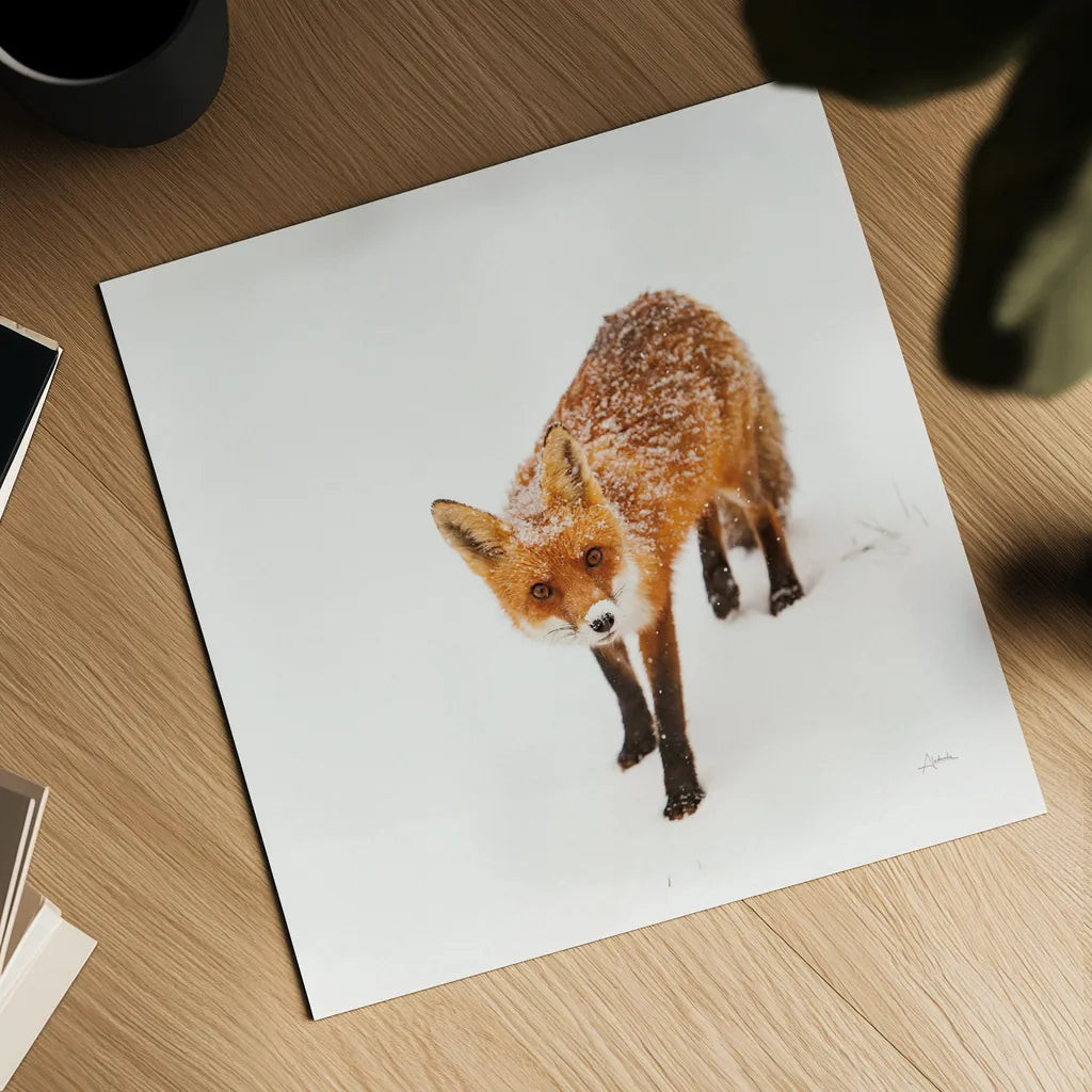 Red Fox II by Aledanda. Shown as a detailed flat fine art print, highlighting archival giclee quality. Available as an archival giclee rolled canvas, fine art paper, or poster print. SKU 53601a.