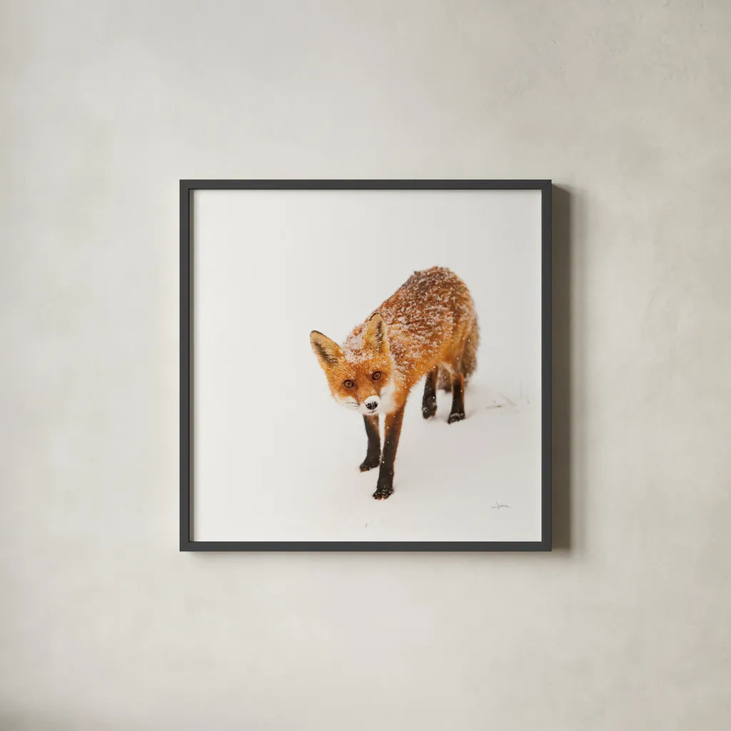Red Fox II by Aledanda. Shown in a sleek black glass frame for a contemporary gallery look. Available as an archival giclee rolled canvas, fine art paper, or poster print. SKU 53601a.