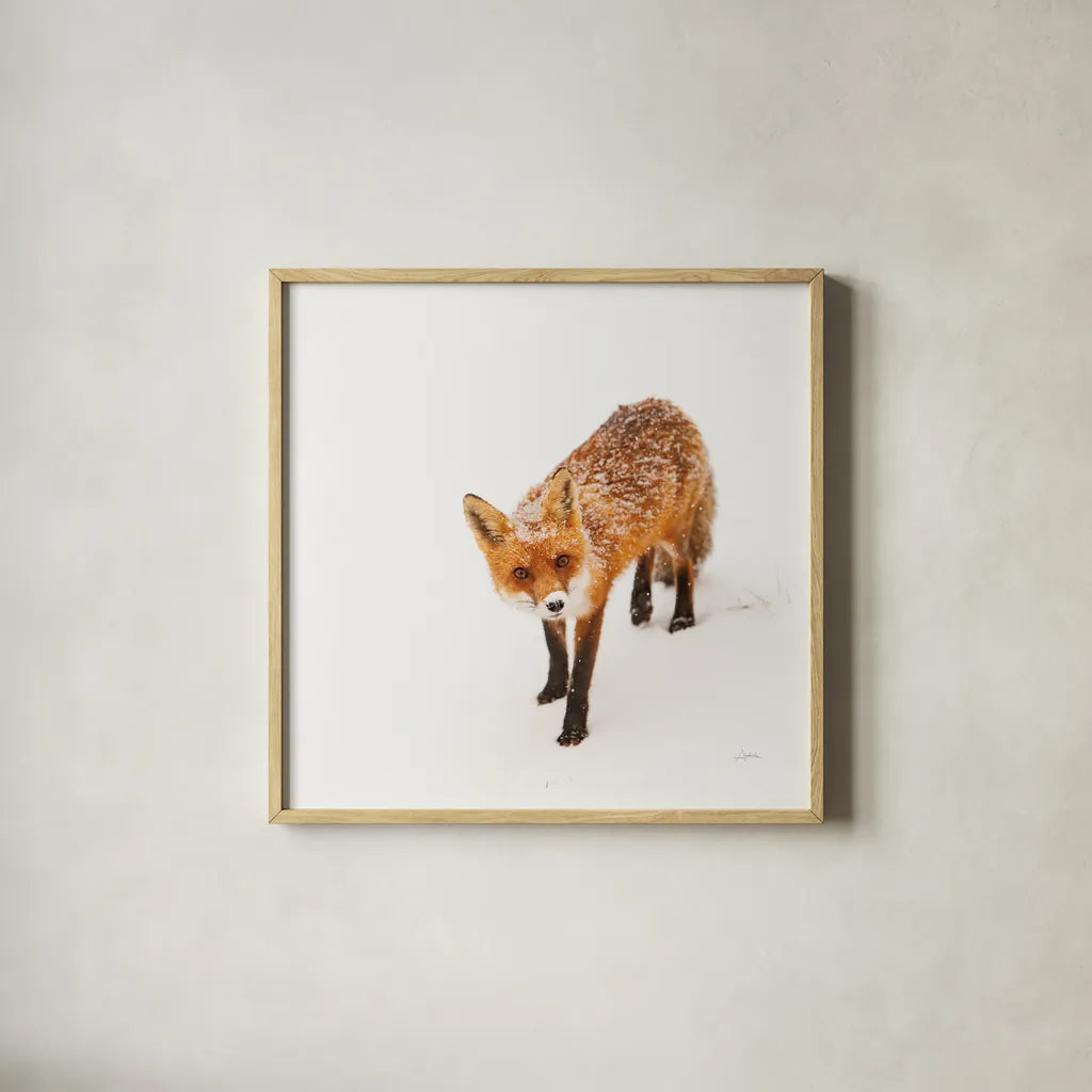 Red Fox II by Aledanda. Shown in a natural wood glass frame for a timeless modern aesthetic. Available as an archival giclee rolled canvas, fine art paper, or poster print. SKU 53601a.