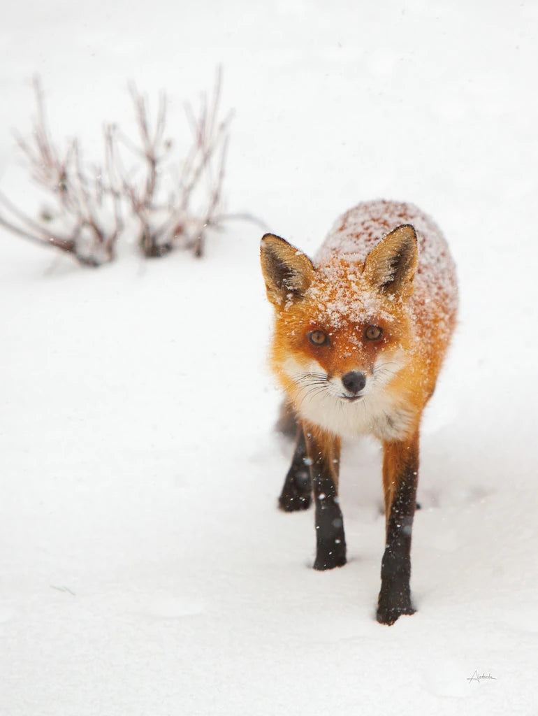 Red Fox III by Aledanda