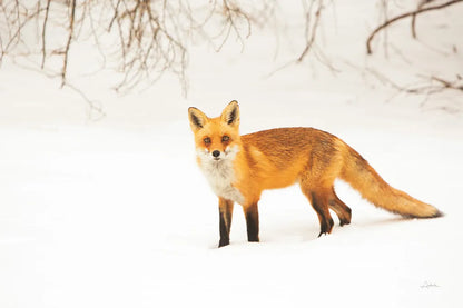 Red Fox IV by Aledanda. SKU 53603i. Archival Giclee Fine art print for wall decor.