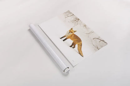 Red Fox IV by Aledanda. shown as a rolled paper print. Available as archival giclee rolled canvas, fine art paper, or poster print. SKU 53603i.