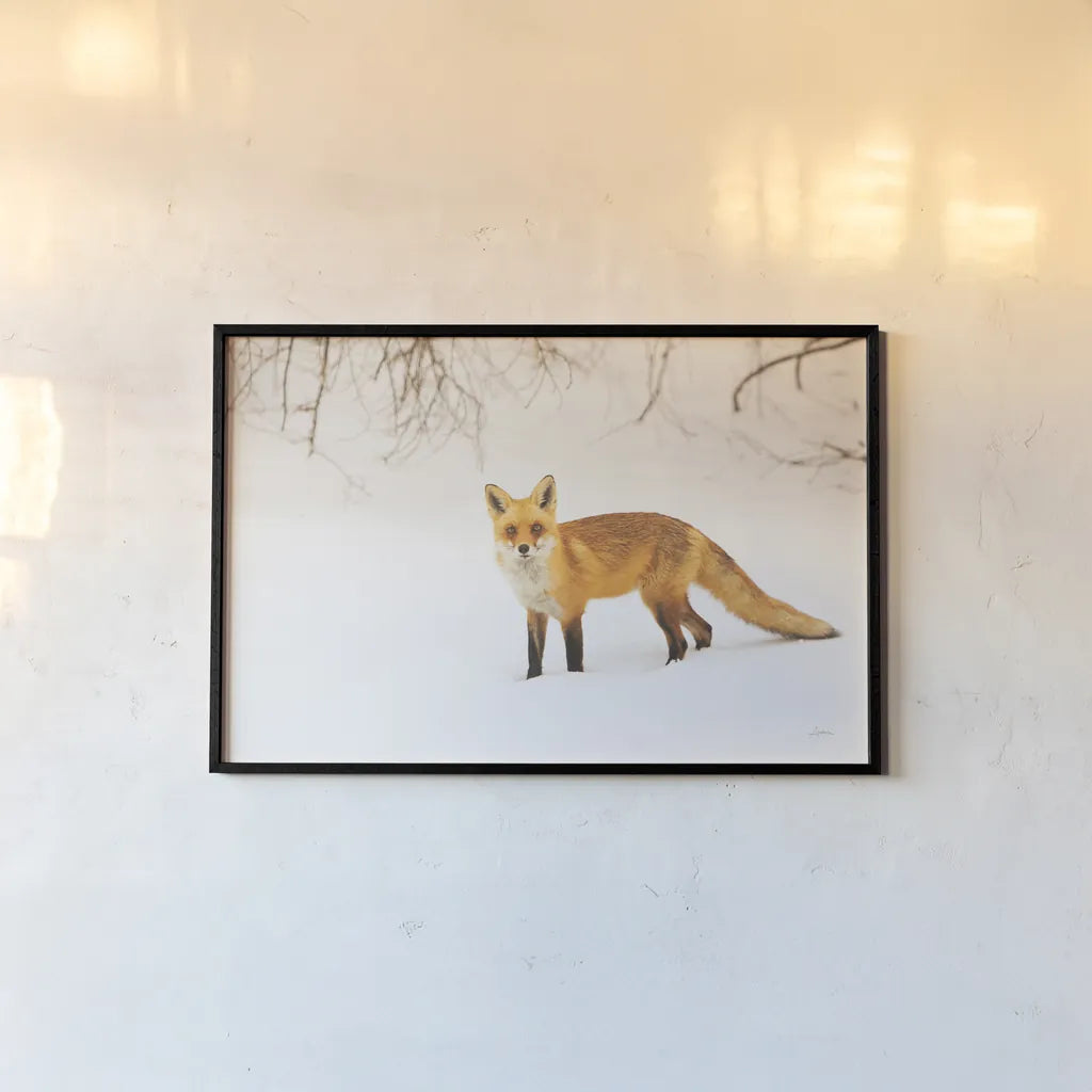 Red Fox IV by Aledanda. shown as a paper print in a black flame. Available as a archival giclee rolled canvas, fine art paper, or poster print. SKU 53603i.