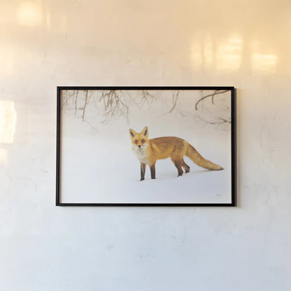 Red Fox IV by Aledanda. shown as a paper print in a black flame. Available as a archival giclee rolled canvas, fine art paper, or poster print. SKU 53603i.