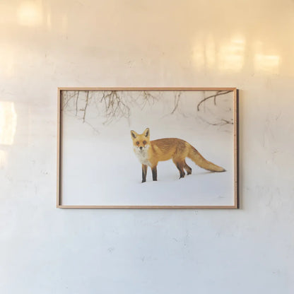 Red Fox IV by Aledanda. shown as a paper print in a natural frame. Available as a archival giclee rolled canvas, fine art paper, or poster print. SKU 53603i.