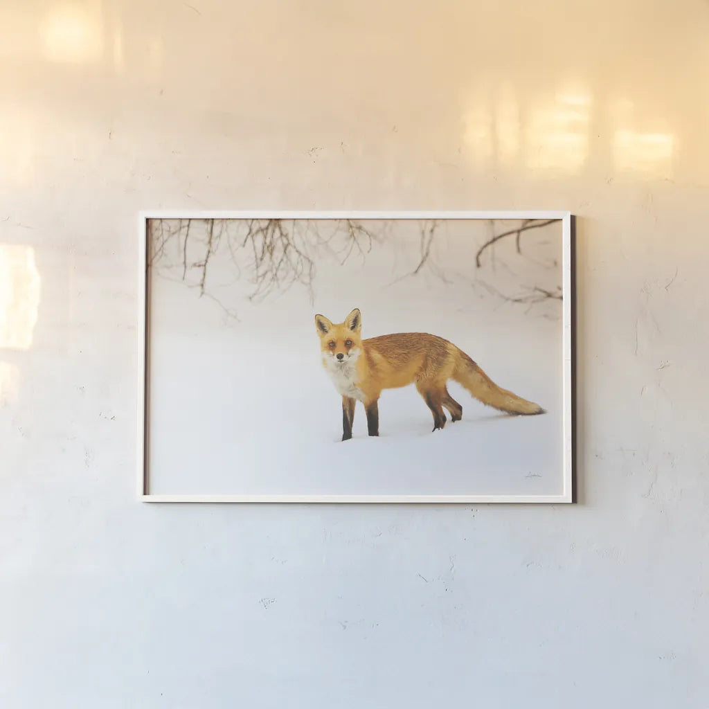 Red Fox IV by Aledanda. shown as a paper print in a white frame. Available as a archival giclee rolled canvas, fine art paper, or poster print. SKU 53603i.