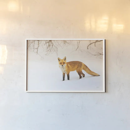 Red Fox IV by Aledanda. shown as a paper print in a white frame. Available as a archival giclee rolled canvas, fine art paper, or poster print. SKU 53603i.