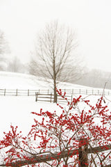 Red on White by Aledanda. SKU 60997h. Archival Giclee Fine art print for wall decor.