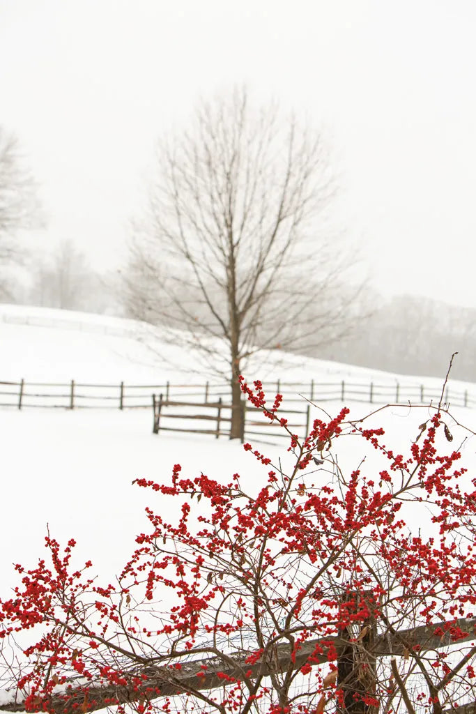 Red on White by Aledanda. SKU 60997h. Archival Giclee Fine art print for wall decor.