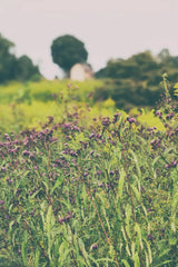 Roadside Flowers by Aledanda. SKU 63231h. Archival Giclee Fine art print for wall decor.