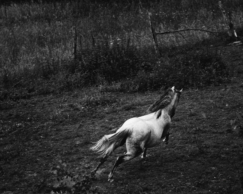 Running Horse by Aledanda